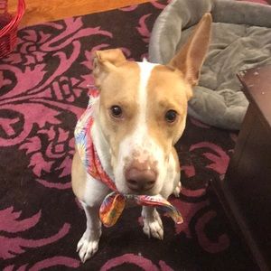 Meet your Posher, Dan